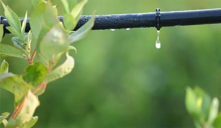 Drip Irrigation